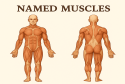 named muscles