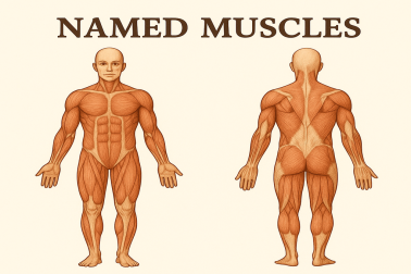 named muscles