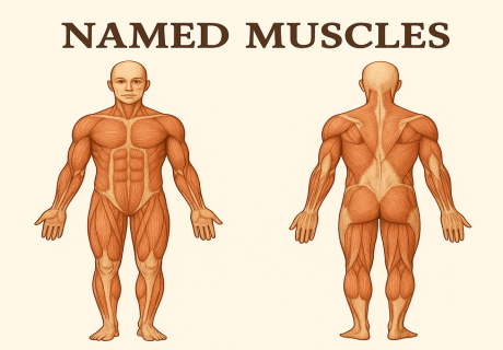 named muscles